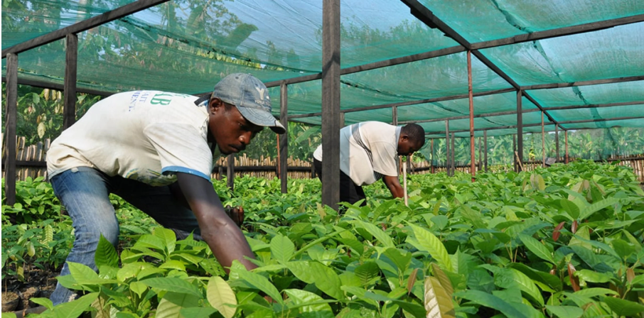 ferme au Gabon